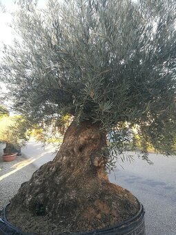 Olivovník bonsai - 7