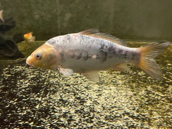 KOI kapor - 7