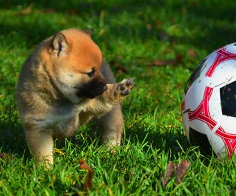 SHIBA INU - nádherne veselé šteniatka - 7