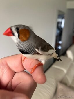 Zebrička austrálska - 7