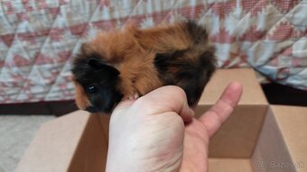 Morské prasiatka - 7