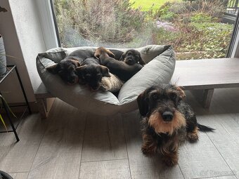 Jezevčík drsnosrstý trpasličí/králičí - 7