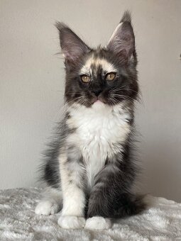 Mainská mývalia, Maine Coon , MCO s PP - 7