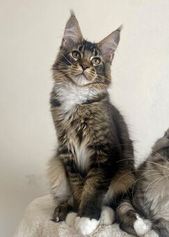 Mainská mývalia, Maine Coon , MCO s PP - 7