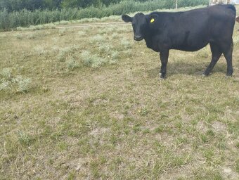 Aberden Angus jalovica a byki 2 kusy - 7