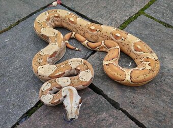 Boa imperator - Paradise Sunglow Aztec, Sunglow Motley - 7