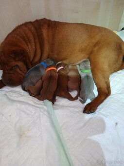 Luxusní stěňata šarpej, sharpei shar pei s PP - 7