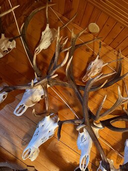 Poľovnícke trofeje - 7