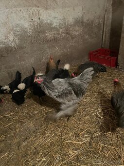 Predám kohútov - 7