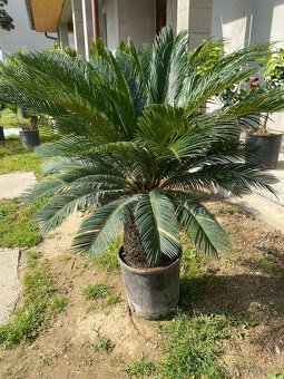 Stredomorské rastliny a palmy - 7