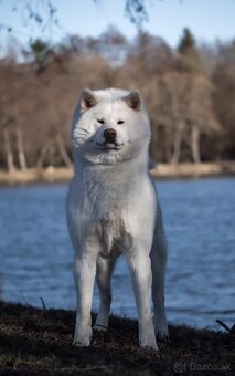 AKITA INU - 7