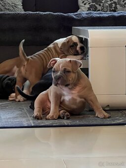 American Bully pocket - 7