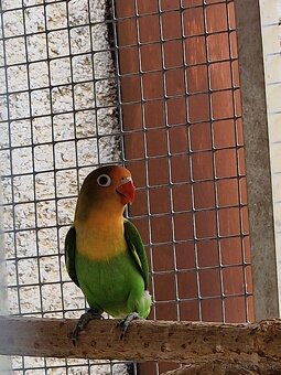 Agapornis fisher - 7
