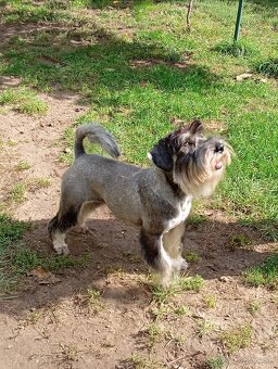 Predám šteniatka Bradáča stredného - 7