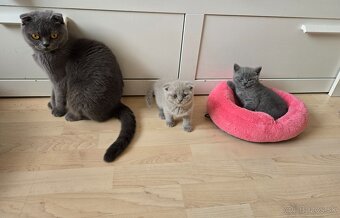 Škótske mačiatka - 7