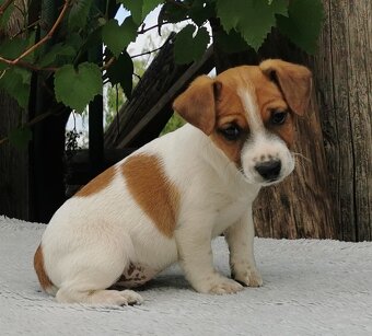 Jack Russel Terier - 7