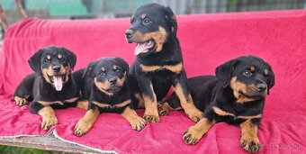 Rotvajler,rotveiler,rotvailer,rotwailer,rotweiler na predaj. - 7