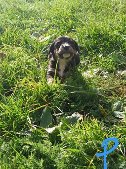 Ponúkam šteniatka. - 7