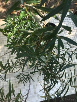 Predám RAKYTNÍK REŠETLIAKOVÝ, ker - 7