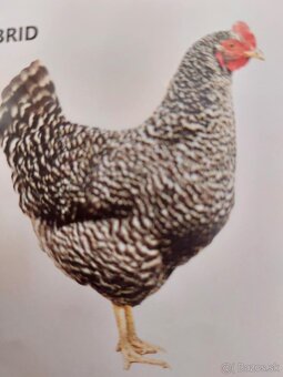 Kuričky DOMINNAT - 7