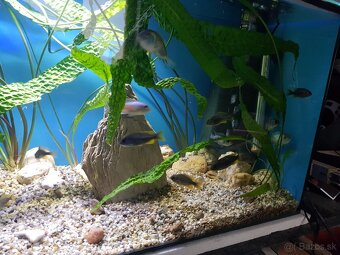 akvarijné rastliny Cryptocoryny - 7