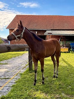 Kobylka Quarter Horse (AQH) - 7