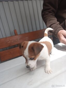 Jack Russell - 7