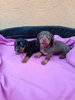 Jazvečík trpaslici - 7