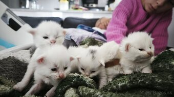 Maine coon Mainska myvalia mačka mačiatka - 7