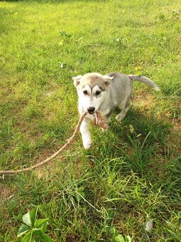 Čistokrvný husky - 7