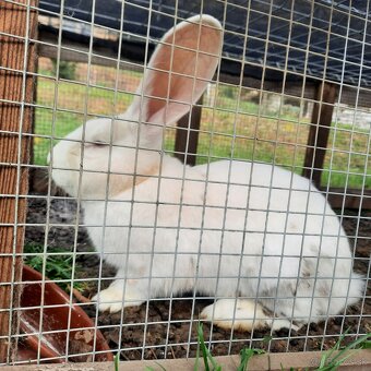 Králik Belgický obor biely - 7