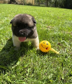 Americká Akita,Americka Akita - 7