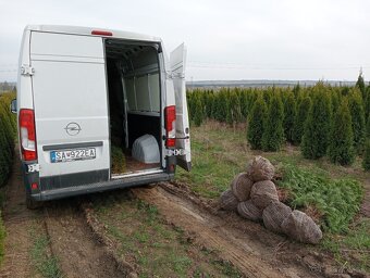 Tuja Smaragd, vavrínovec, červienka, gaštan - Prešov - 7