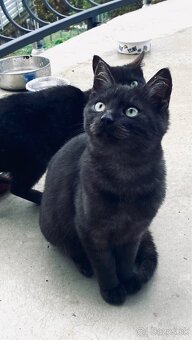 Darujeme mačiatka - 7