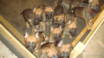 belgicky ovčiak malinois - 7
