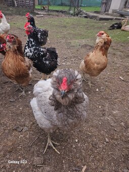 Predám nasadové vajíčka araucana - 7