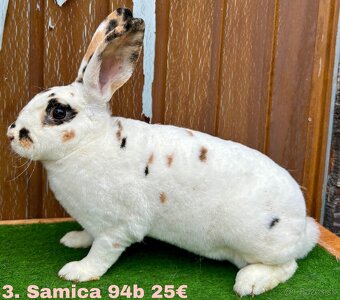 Dalmatínsky REX s PP - 7