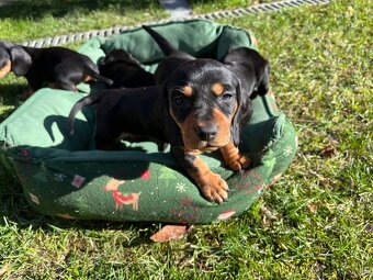 Jazvečík krátkosrstý. - 7