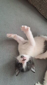 Darujem mačiatka - 7