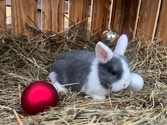 Zakrslý baranček (Minilop) - 7