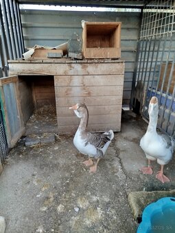 Hus cholmogorská - 7