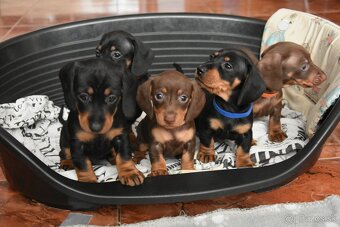 Jazvečík krátkosrsty trpaslíčí - 7