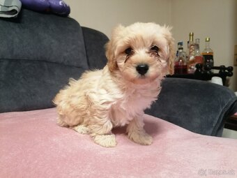 Predám šteniatka maltipoo. - 7