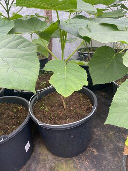 Paulownia Tomentosa rýchlorastúci strom - 7