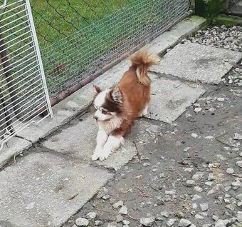 Čivava  ‐  dospelý  psík - 7