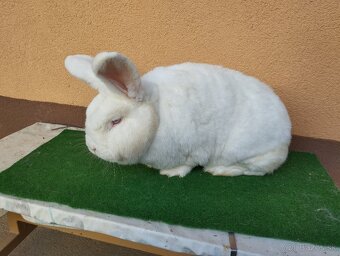 NOVOZELANSKY.   BIELI - 7