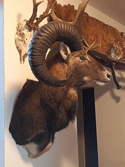 Na predaj – Taxidermy muflón - 7