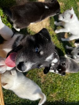 Husky - 7
