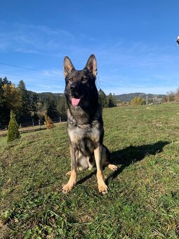 Nemecky ovčiak S PP - 7