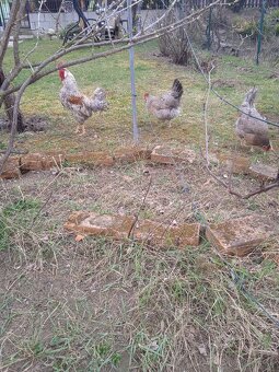 Vajíčka Cream Legbar - 7